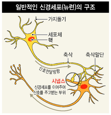 일반적인-신경-세포