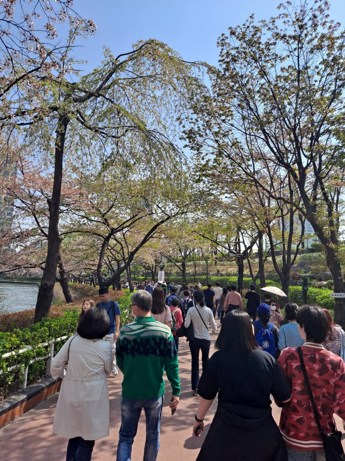 벚꽃 산책로 한방향으로 걷기