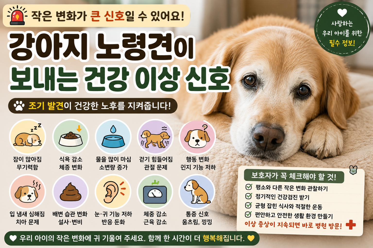 강아지 노령견이 보내는 건강 이상 신호|보호자가 놓치지 말아야 할 위험 징후