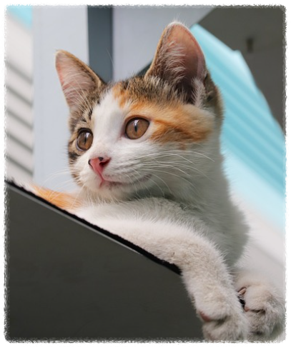 반려동물 똑똑하게 키우는 방법 반려동물의 지능을 높이는 꿀팁2