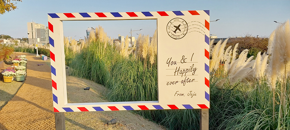 제주 서귀포 팜파스 갈대 정원