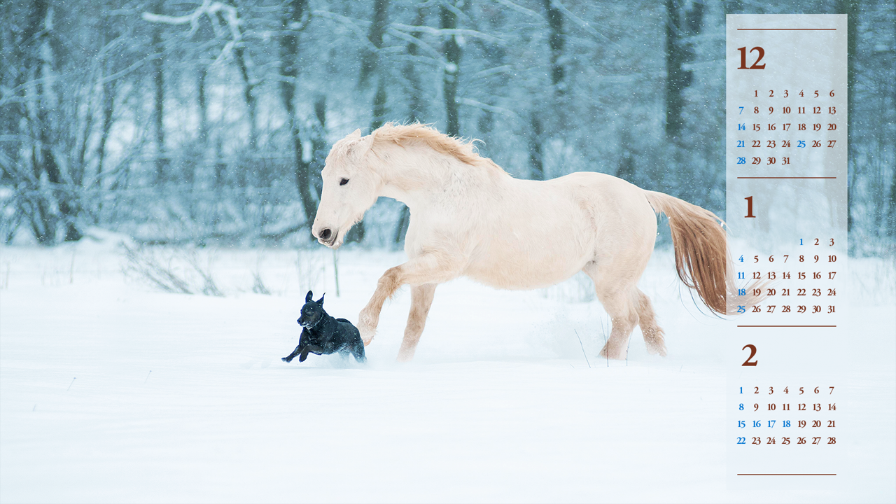 04 흰색 말과 강아지 B - 2026년1월 달력배경화면