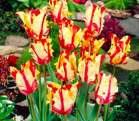 Flaming Parrot Tulip