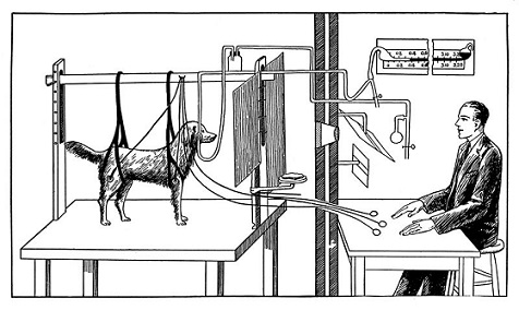 파블로프의 개 실험