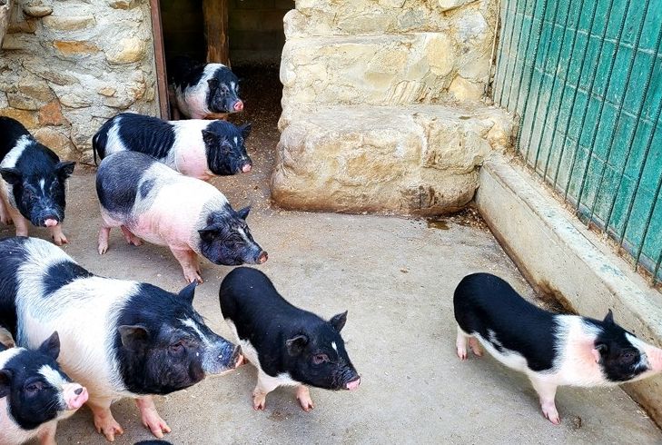 강릉쌍둥이동물농장