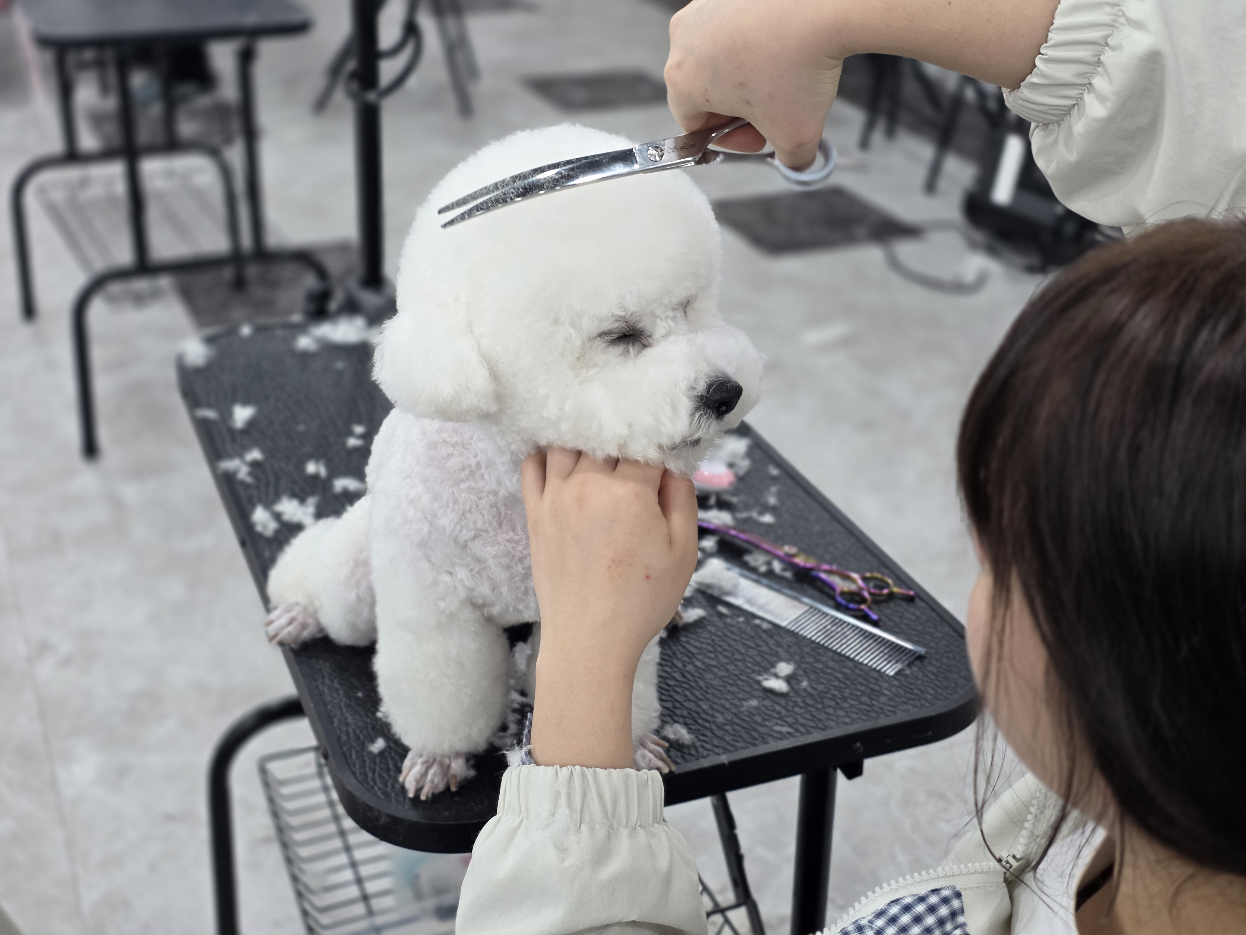 시흥애견미용학원 후기
