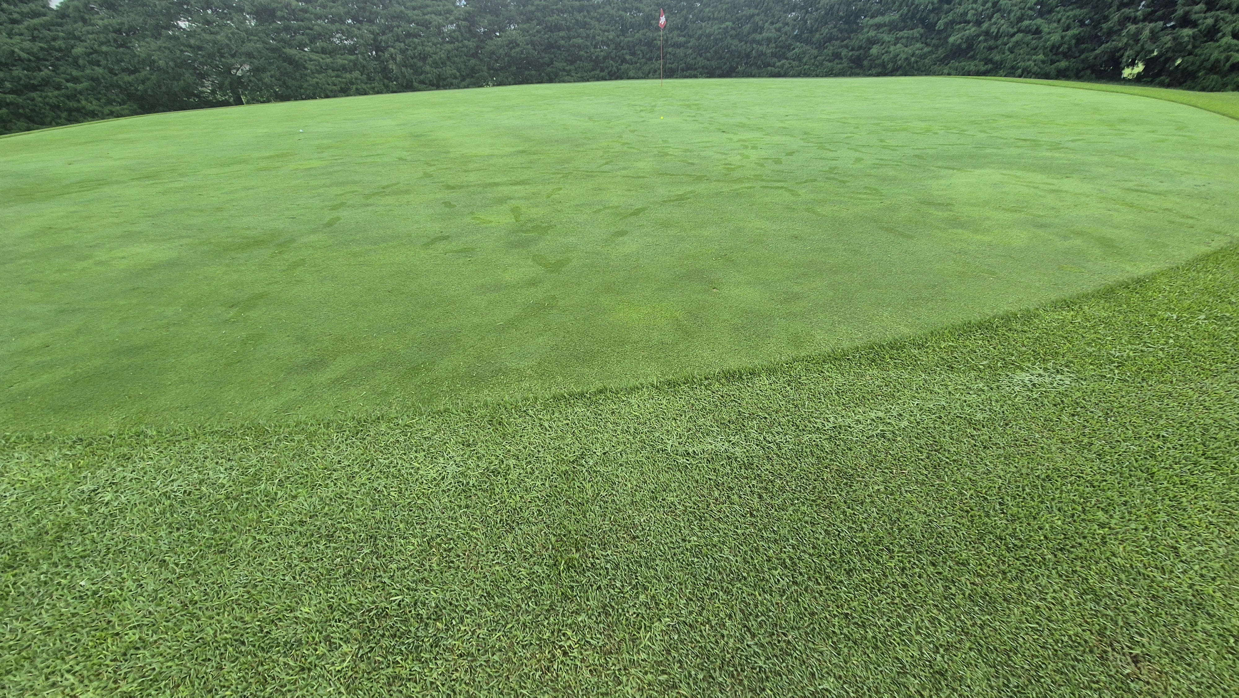 도고cc 그린 관리상태