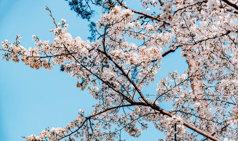 2024 숨은 벚꽃명소 / 수도권 벗꽃명소 벚꽃여행