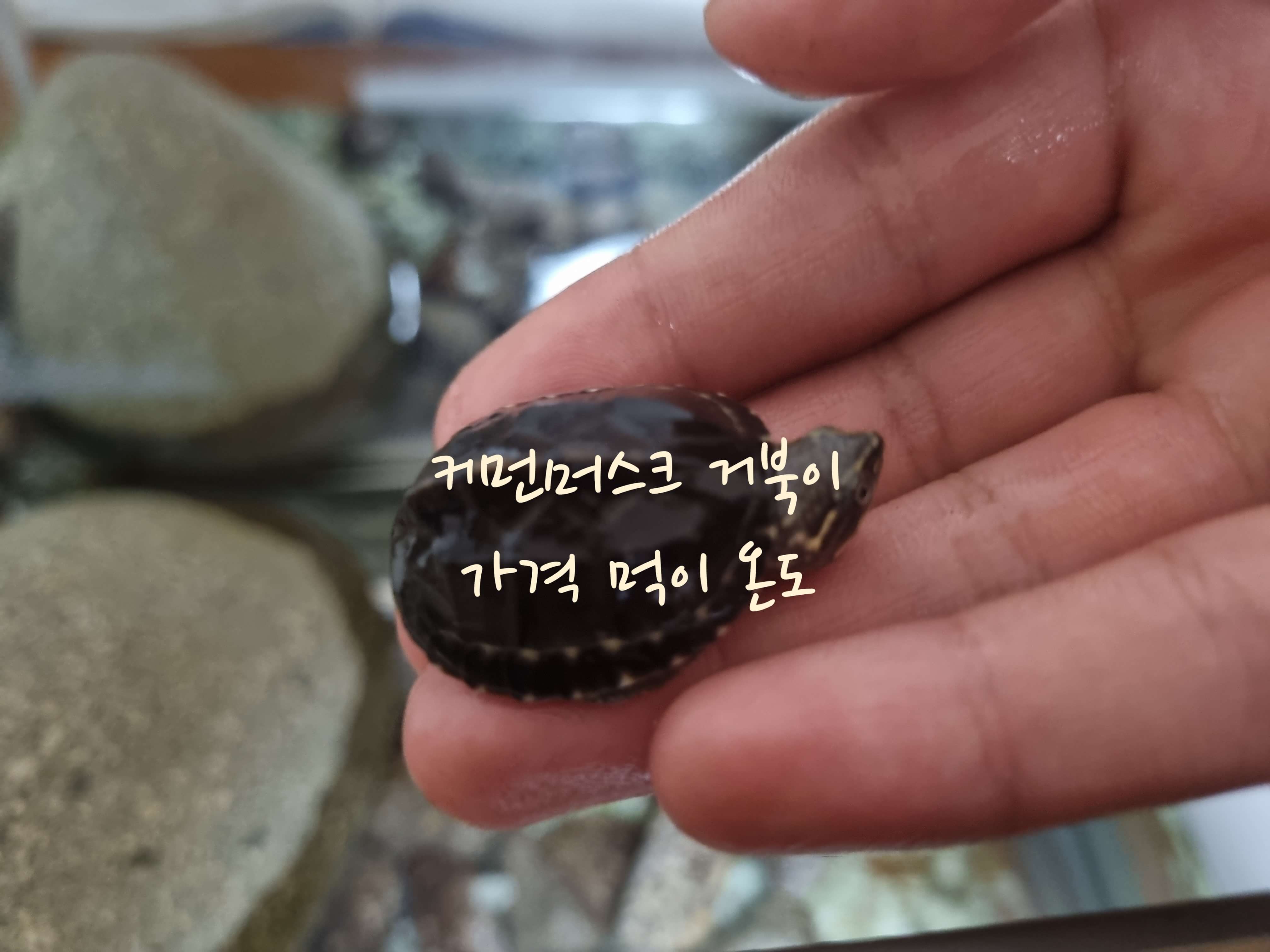 커먼머스크 거북이