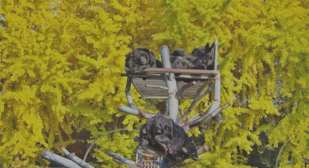 반달곰과 정원이 함께 어우러진 베어트리파크 전경. [ⓒ베어트리파크 이재헌]