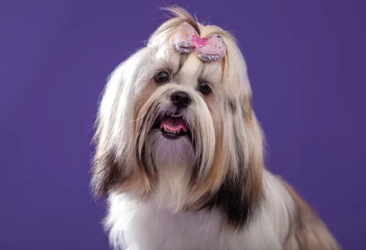 시츄/출처:어도비스톡