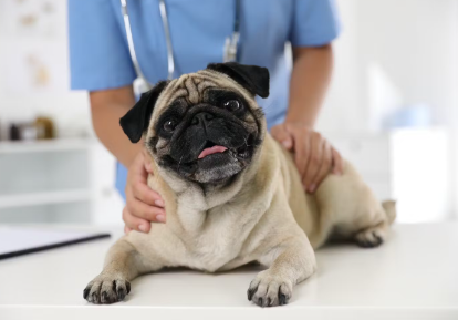 병원에 있는 퍼그.