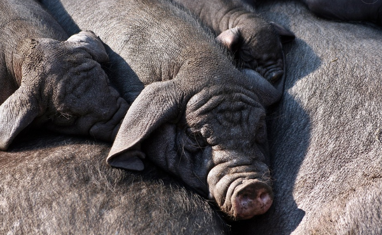 제주 흑돼지 관련 사진