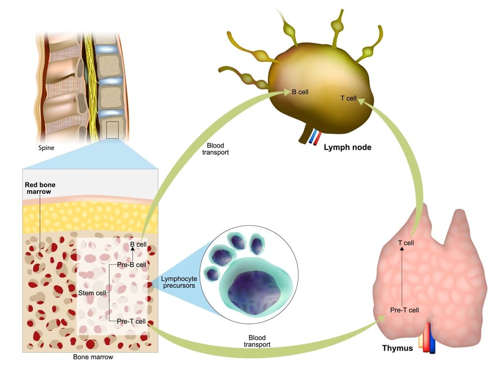 정교한 생체 방어 시스템: 후천성 면역의 기작과 림프구의 세계