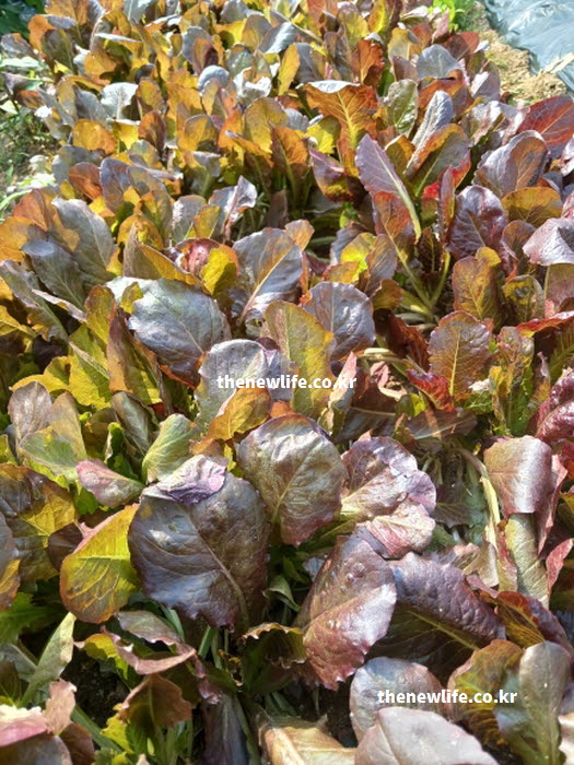 식이섬유가 장 연동 운동을 촉진하여 노폐물을 배출하고 변비를 해결하는 상추