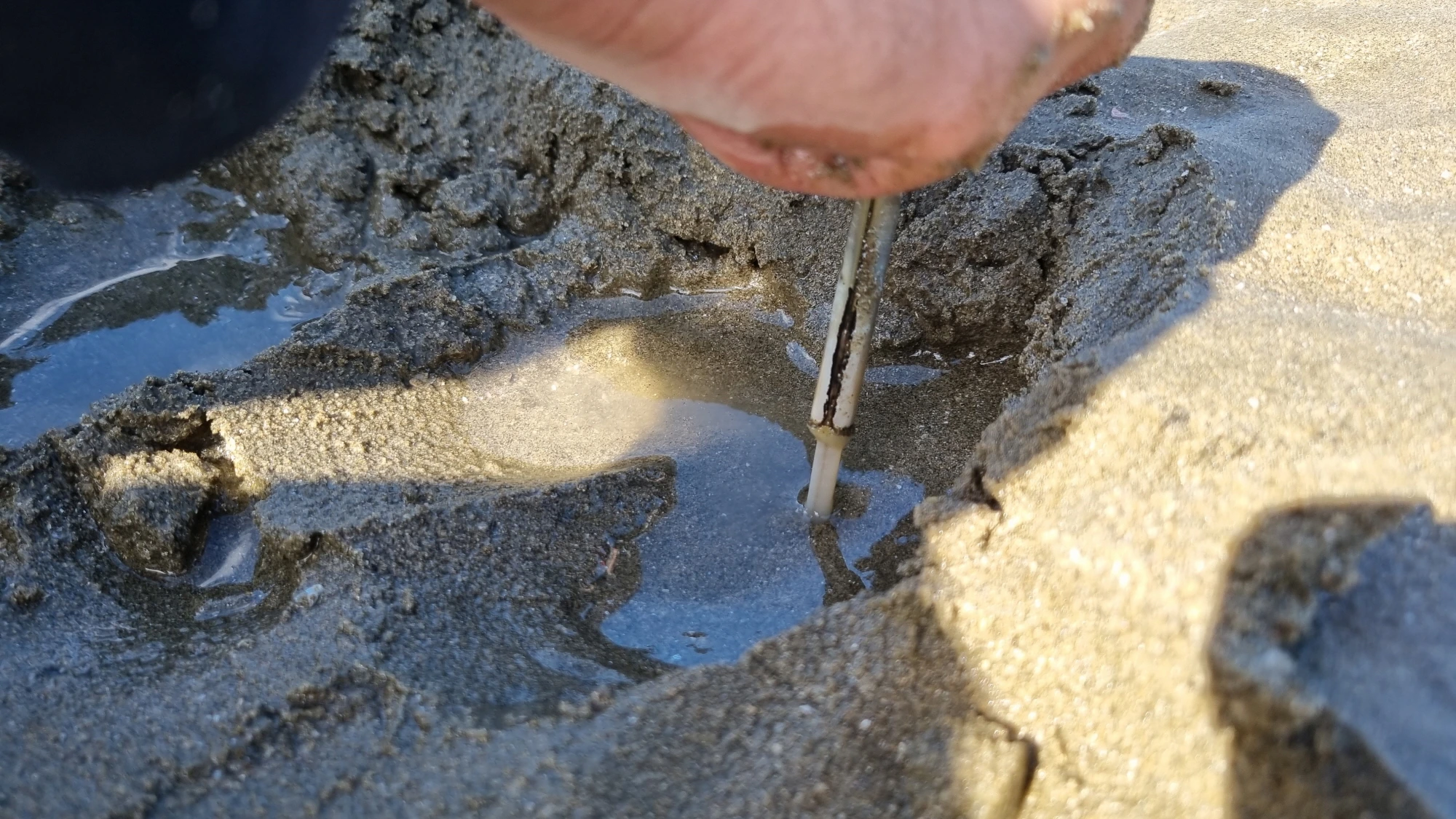 맛조개 당기는 모습