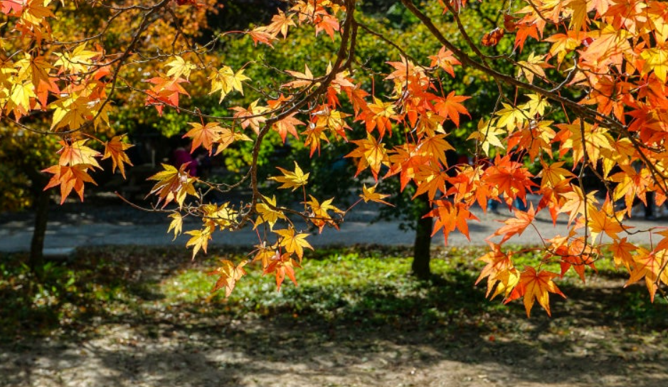 전북 내장산 국립공원