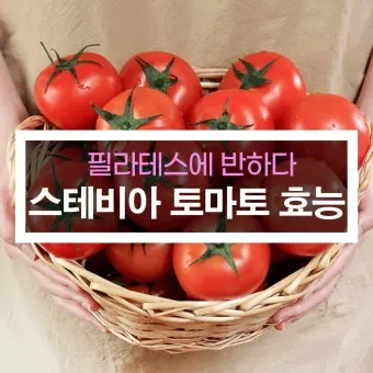 토마토 효능 항산화 작용과 피부건강 효과 정리_14