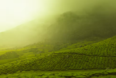 사진 : istock 고요한 자연 이미지