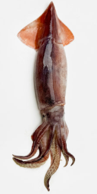 오징어국 황금레시피