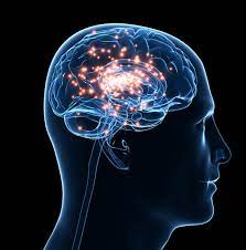 뇌 건강 영양제 기억력 이상 신호 늦기 전에 알아야할 것