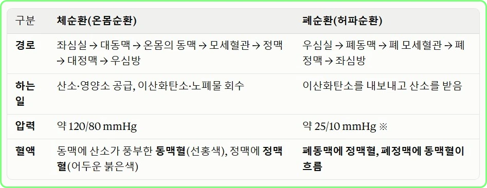 폐순환과 체순환