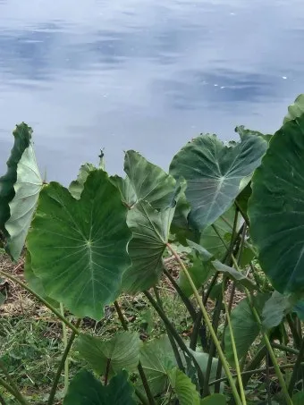 토란 심는시기 재배법 파종시기_15