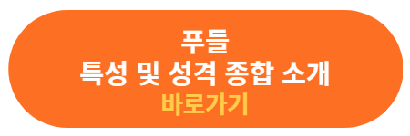 푸들 특성 및 성격 소개