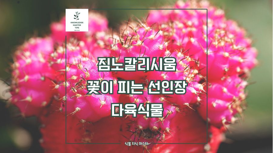 짐노칼리시움 꽃이 피는 선인장 다육식물