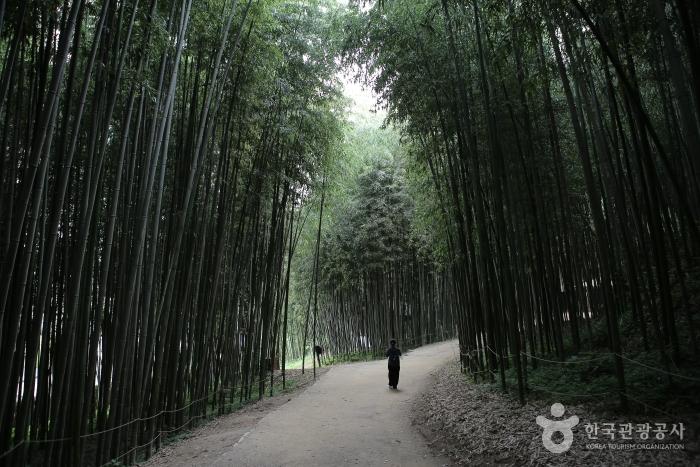 담양 가볼만한곳 베스트10