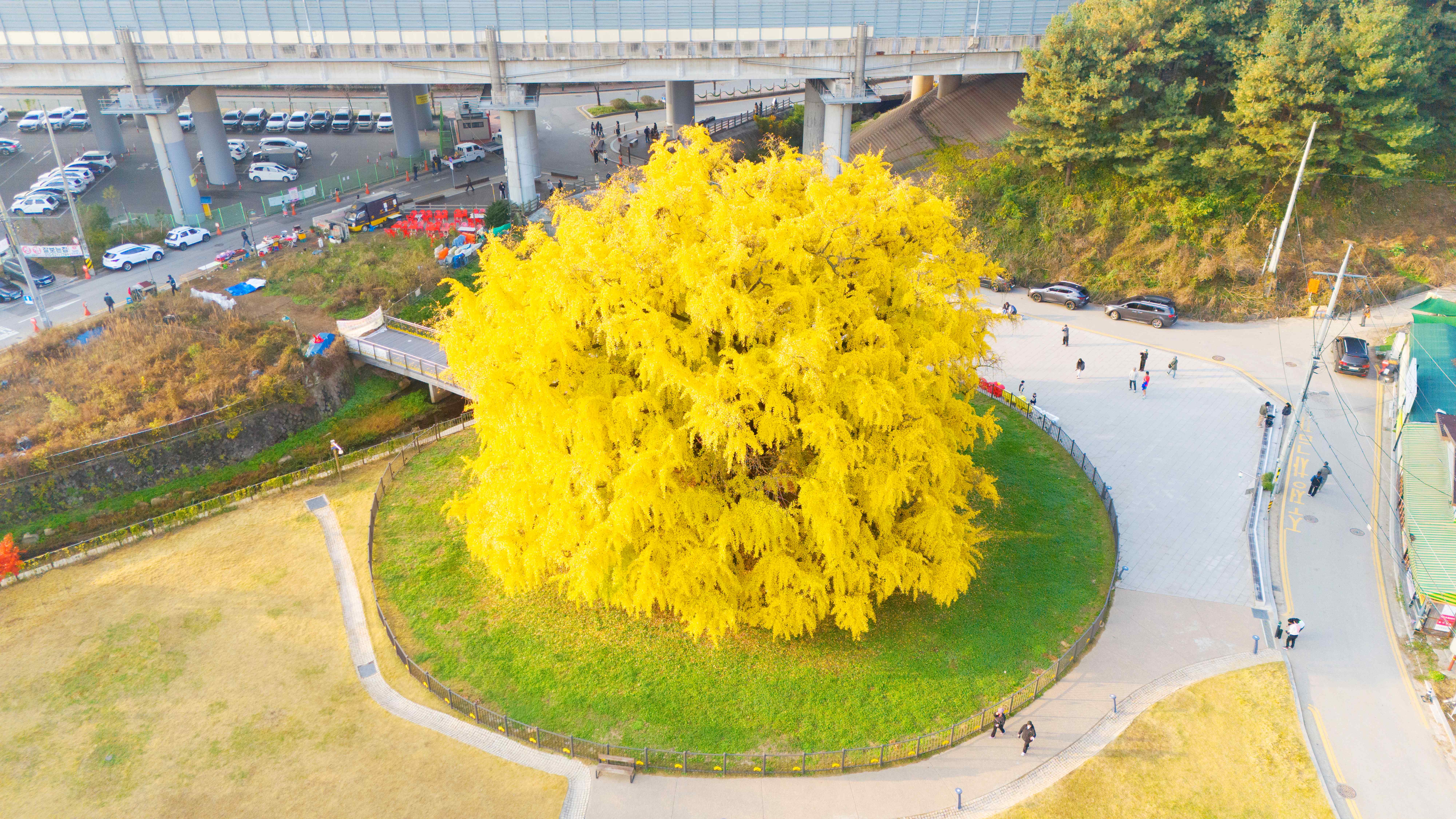 장수동 은행나무