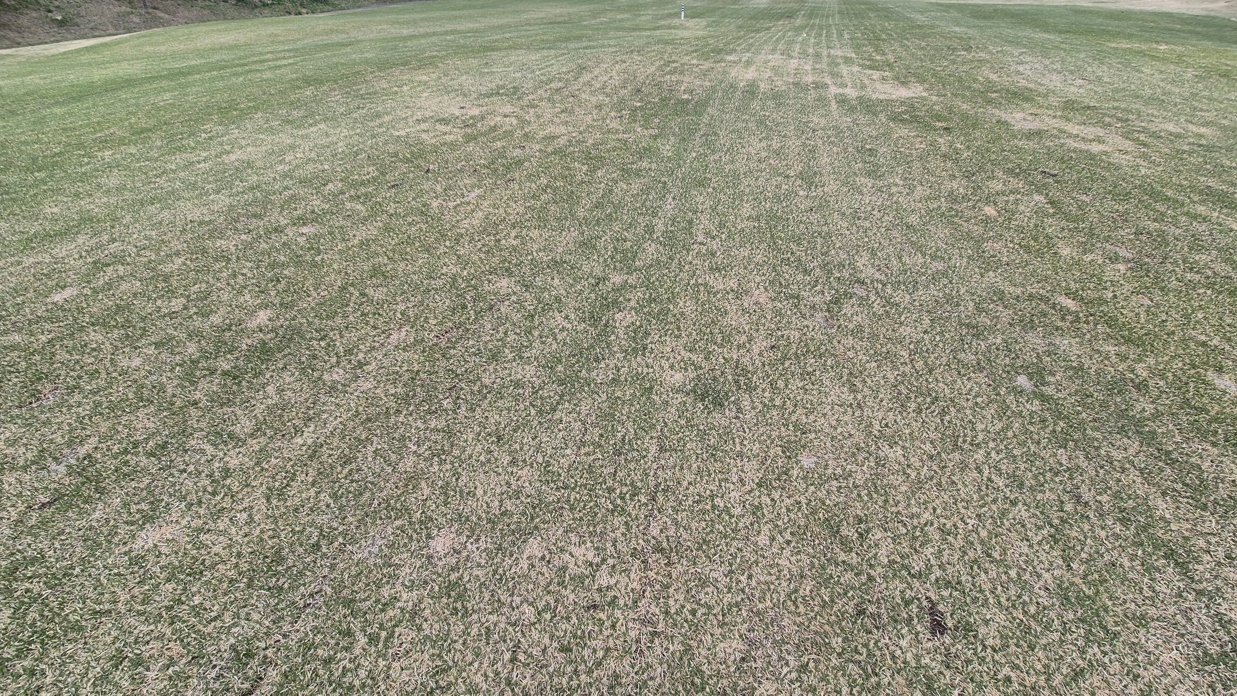 시그너스cc 코튼-라미 코스 관리 상태