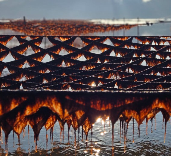 6시내고향 태안 곱창김 양식