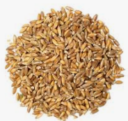 파로 효소 효능 가격 추천 분말✅