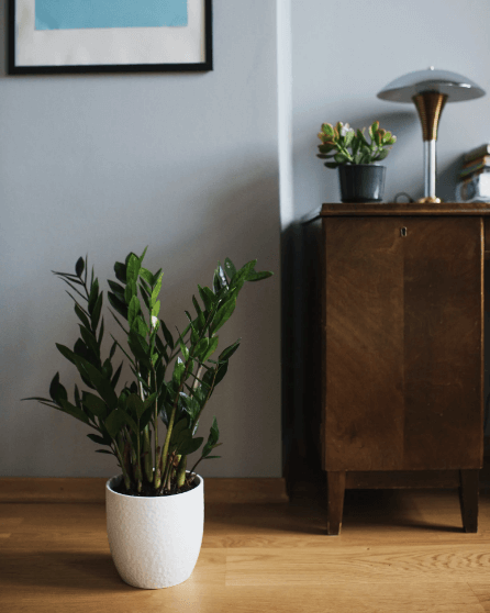 금전수 돈나무 키우기 물주기 가지치기