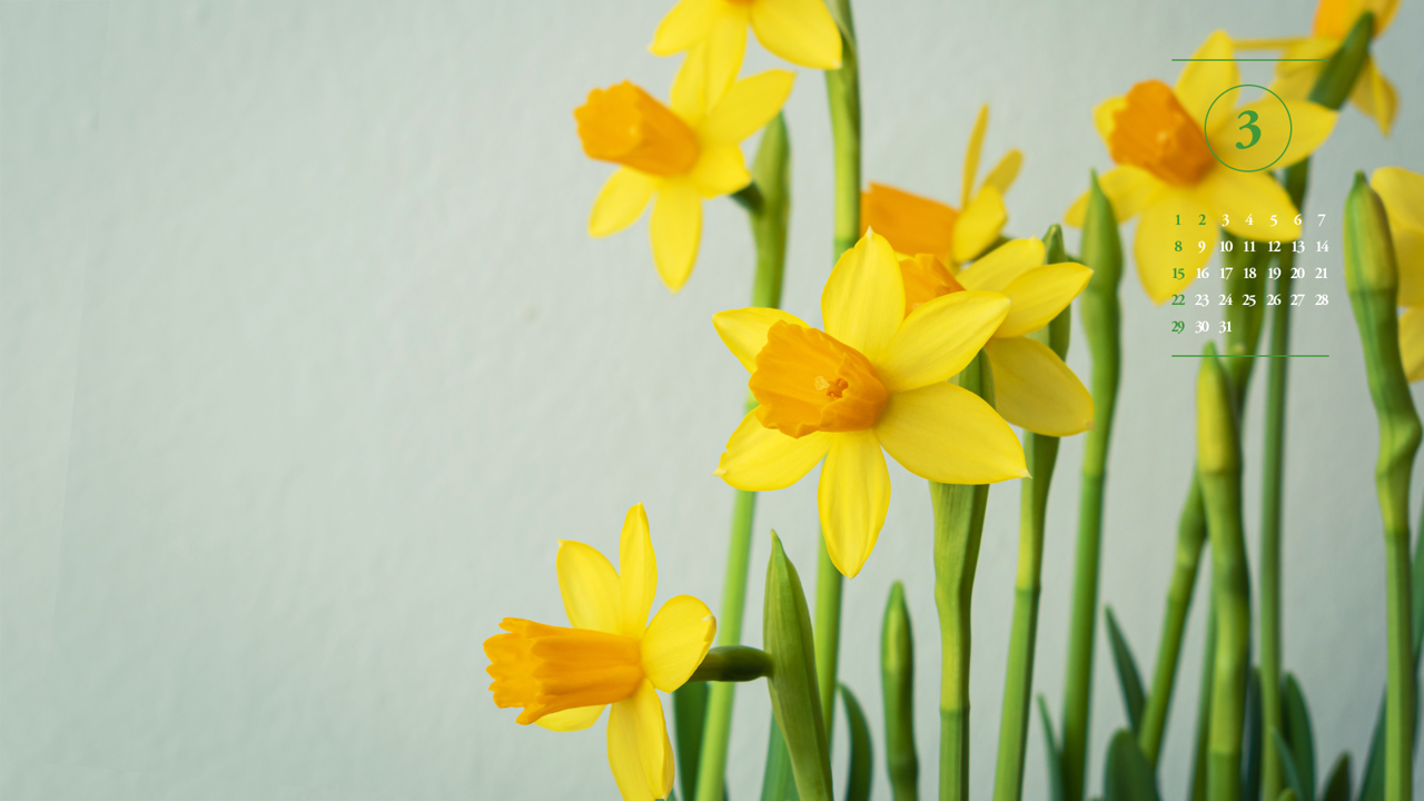 04 활짝핀 노란색 수선화 오른쪽 A - 2026년3월 달력배경화면