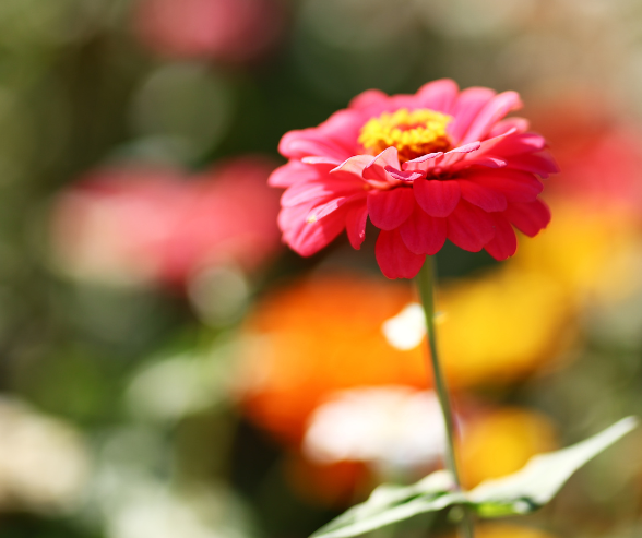 2025 양산국화축제, 가을의 향기 가득한 꽃 축제