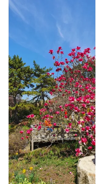 천리포 수목원 목련축제 입장료 여행코스_7