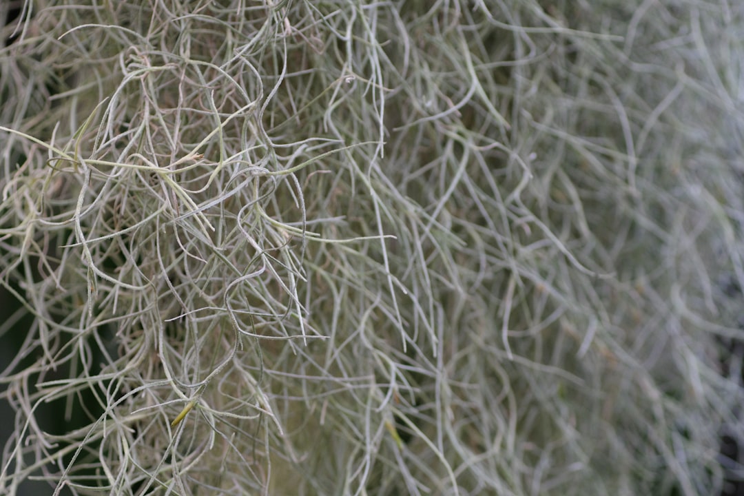 Collagen