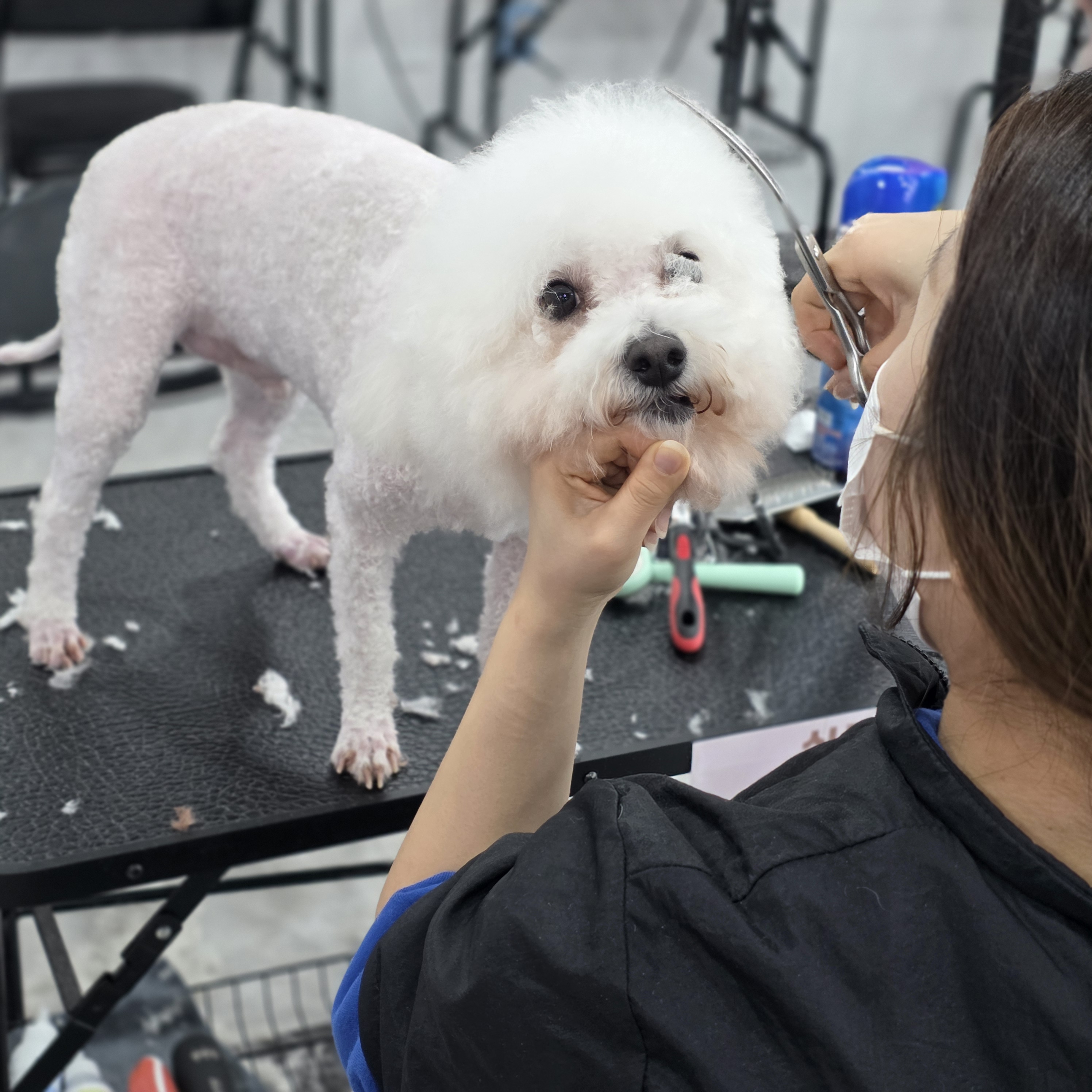 수유애견미용학원