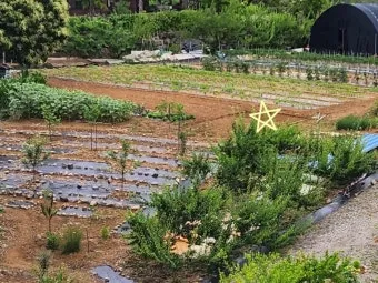 중부지방 들깨 파종시기 및 재배법 농사 팁 정리_2