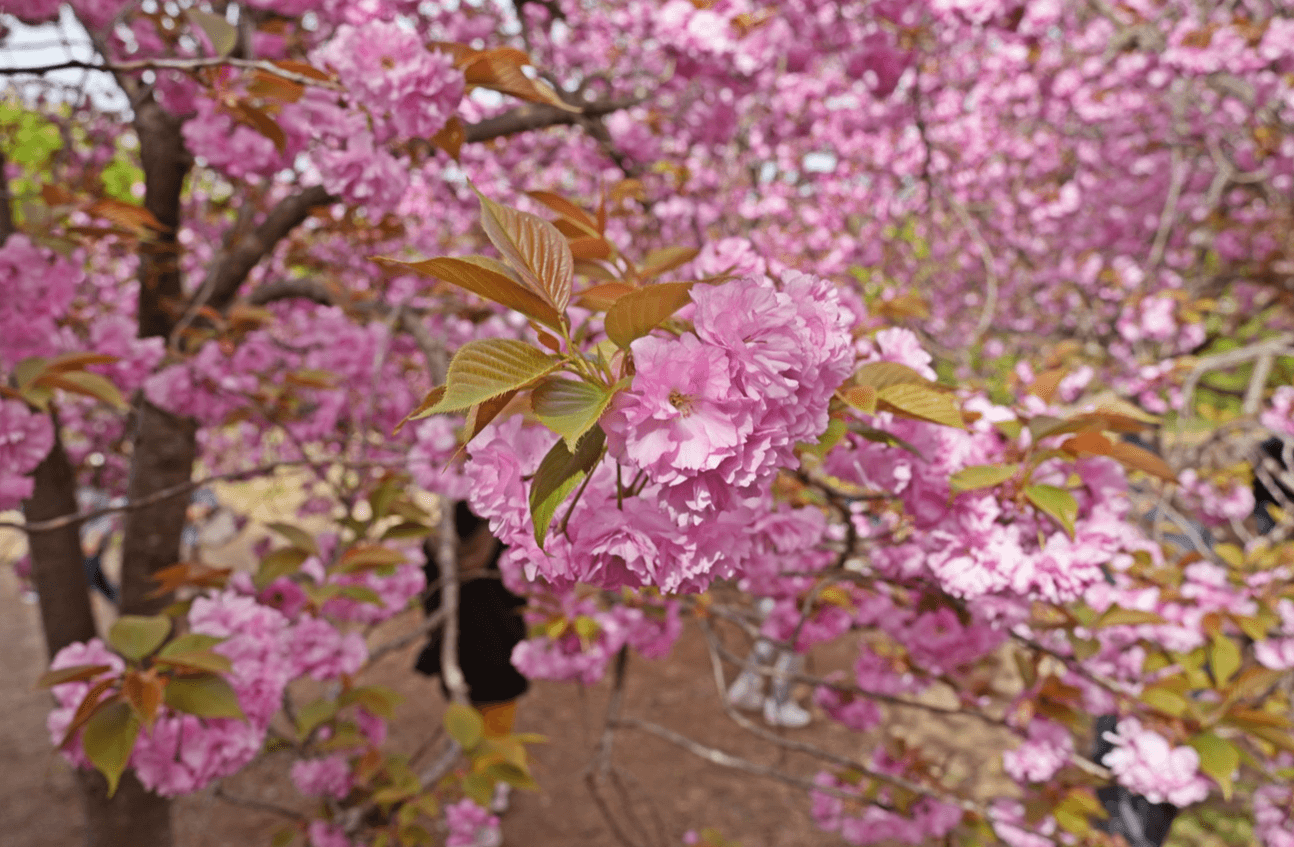 경주 벚꽃 개화시기