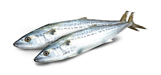 삼치의 효능 및 부작용