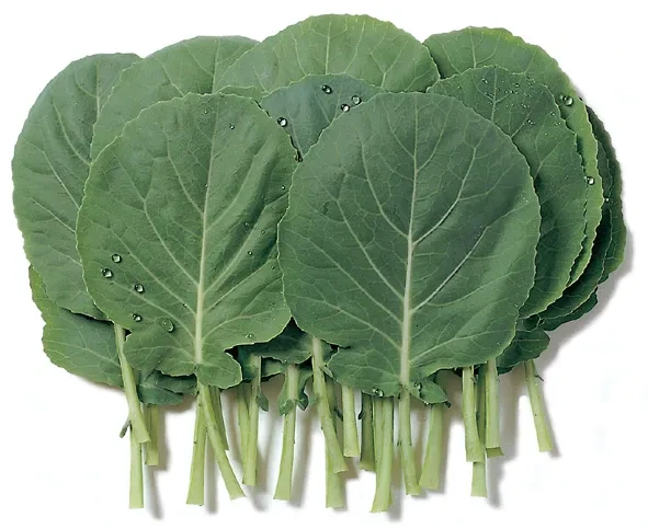 케일 이미지/ 출처 - 군위넷