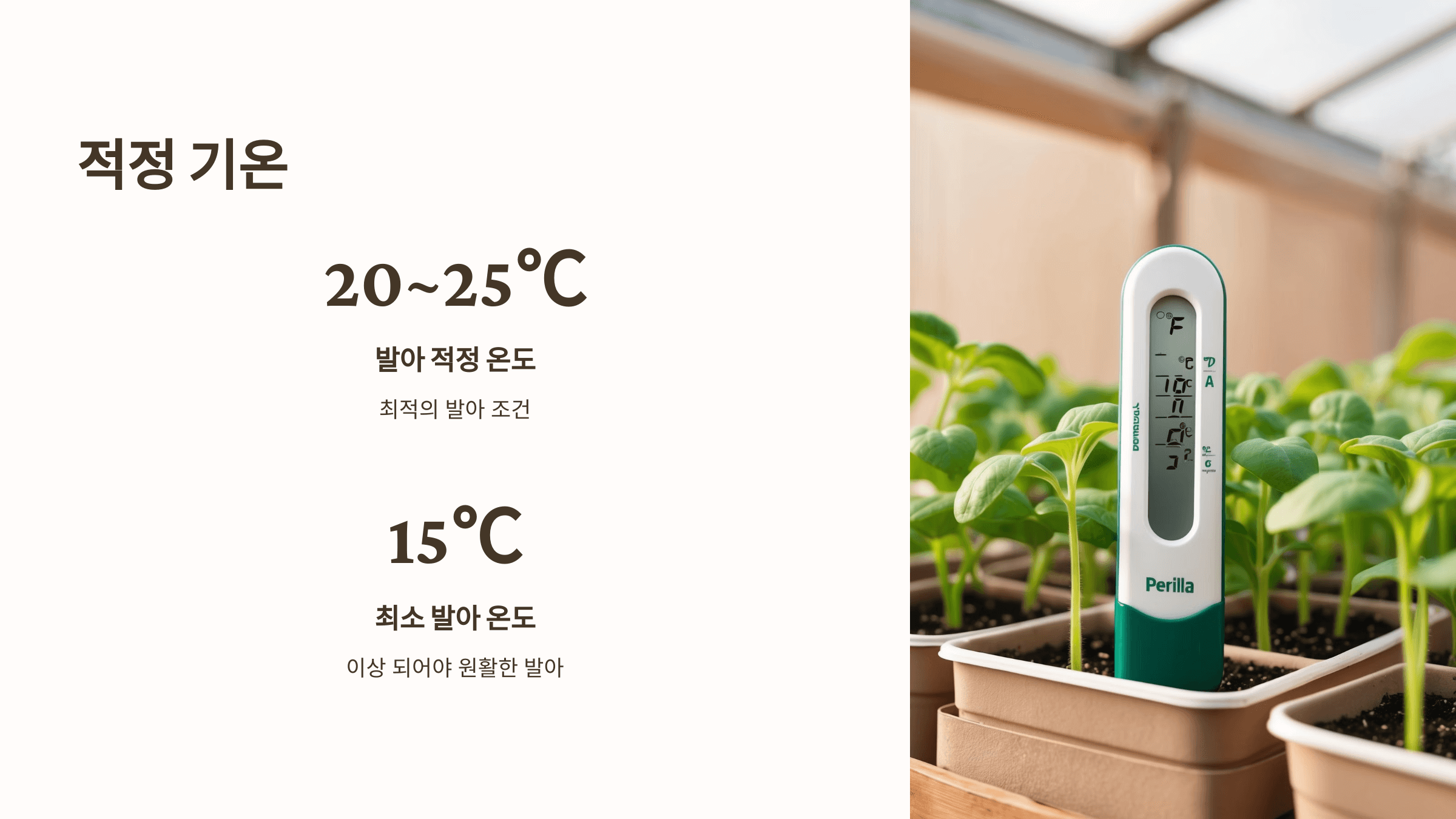 들깨 사진입니다.