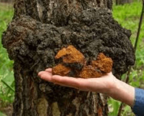 상황버섯의 부작용