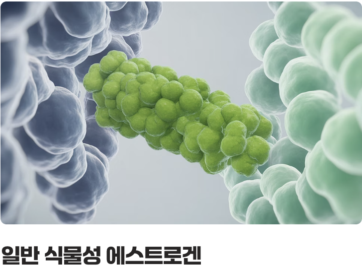 칡이나 석류와는 다른 특별한 이유