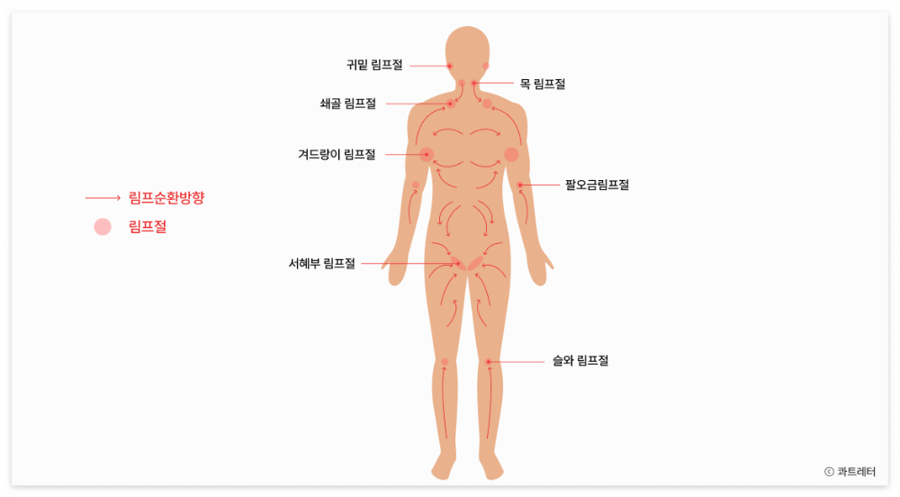 림프 마사지 방법2