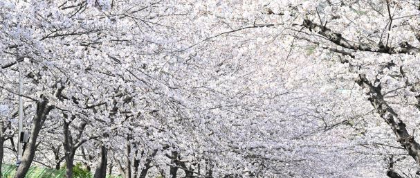 벚꽃 이미지 사진