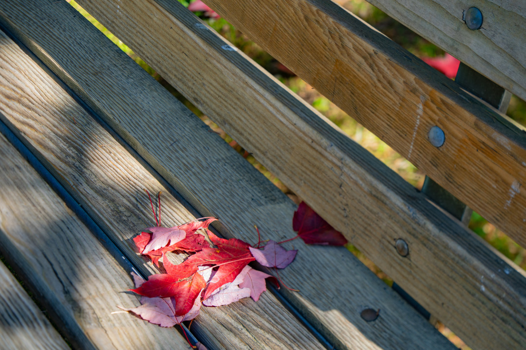 밴쿠버 스탠리 공원 단풍